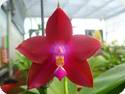 Phal. Dragon Tree Eagle Red Eagle